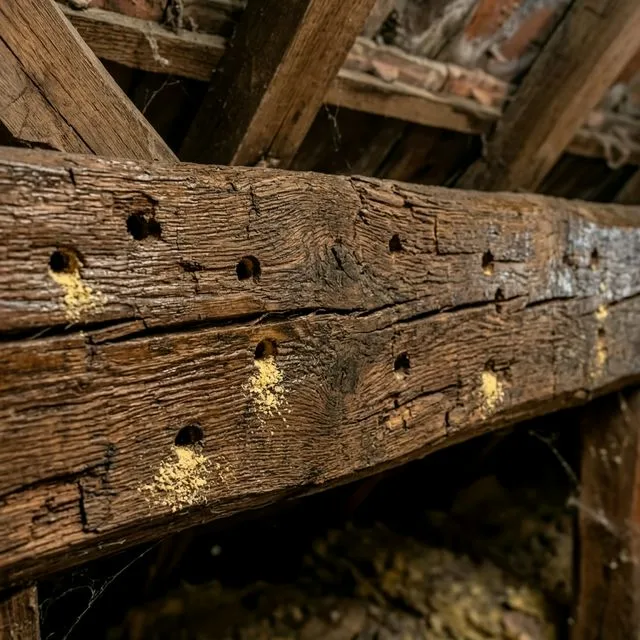 Avant Charpente infestée (Capricornes)
