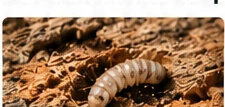 Larve d'insecte xylophage dans du bois