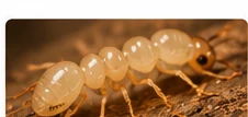 Termite sur une pièce de bois