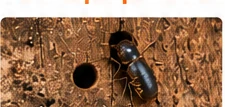 Insecte xylophage et trou d'émergence dans le bois